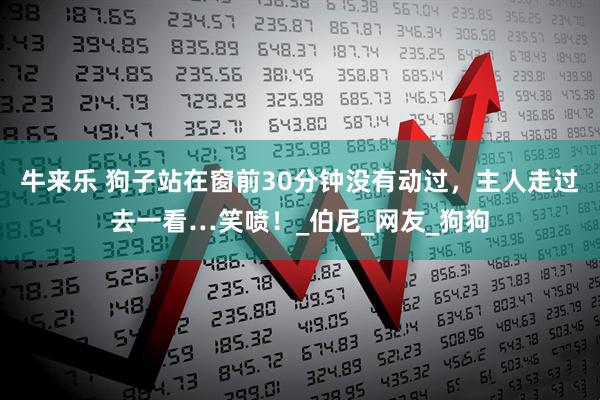 牛来乐 狗子站在窗前30分钟没有动过，主人走过去一看…笑喷！_伯尼_网友_狗狗
